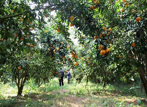 Nông dân Lạng Sơn ứng dụng khoa học vào phát triển cây ăn quả