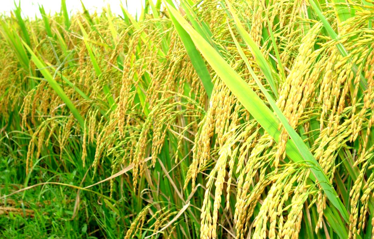 Dự án giúp tạo ra được một số giống lúa mới có giá trị kinh tế cao