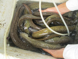 lợi nhuận đem lại từ mô hình nuôi cá chình trong ao khá cao