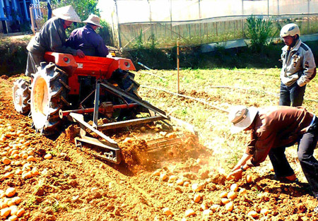 Một máy đào khoai tây bằng 20 - 30 công lao động