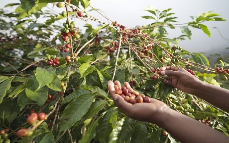 Dự án cũng hỗ trợ tập huấn và các biện pháp khoa học kỹ thuật với nền tảng là bộ quy tắc sản xuất cà phê bền vững của Tổ chức 4C cho hơn 100.000 lượt nông dân. Theo đó, người nông dân được hướng dẫn cách tưới nước tiết kiệm, quản lý sâu bệnh, ủ phân hữu cơ vi sinh từ vỏ cà phê, bón phân hợp lý, thu hoạch quả chin, ghép cải tạo vườn cà phê già cỗi và nhất là bảo vệ môi trường. Từ chỉ hơn 1.500 nông dân Việt Nam đạt chứng nhận của tổ chức 4C này trong năm đầu tiên (2011), sau 5 năm đã có hơn 21.000 nông dân đạt chứng nhận.  Dự án Nescafé Plan thực hiện từ năm 2011 đến nay là một phần trong cam kết của Nestlé nhằm tối ưu hóa các khâu trong chuỗi cung ứng cà phê 