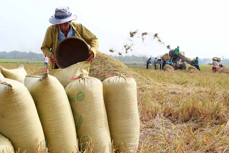 người nông dân tăng năng suất, giảm chi phí trong sản xuất lúa