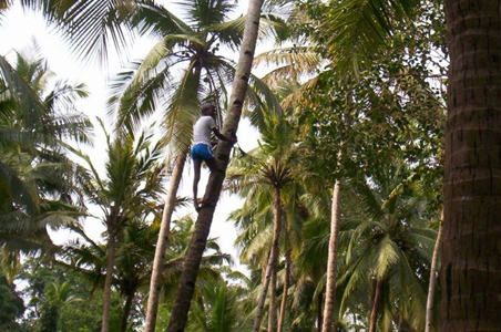 Nghiên cứu phát triển máy leo dừa giúp người dân Ấn Độ tăng năng suất, giảm thiểu rủi ro khi thu hoạch