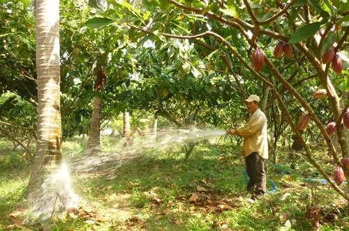 trồng dừa xen ca cao làm tăng 55% năng suất dừa so với trồng chuyên