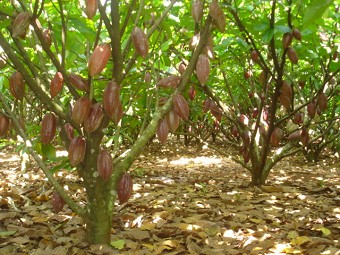 Tỉa cảnh tạo tán là biện pháp hàng đầu để ca cao cho năng suất cao