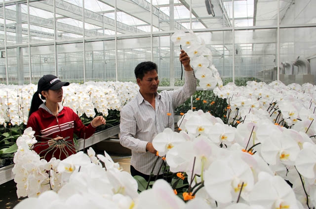 nông nghiệp công nghệ cao (NNCNC) tại tỉnh Lâm Đồng đã có sự phát triển vượt bậc về năng suất