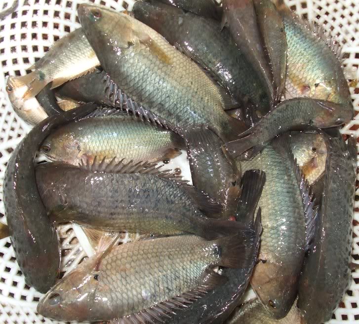 việc sản xuất giống cá rô đồng nhân tạo được xem là điều kiện quan trọng cho việc phát triển nghề nuôi cá rô đồng thương phẩm.