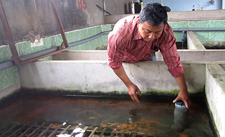 Nắm rõ cách phòng trị bệnh cho lươn để đảm bảo năng suất thu hoạch