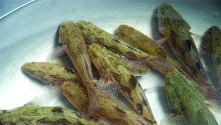 Thức ăn thích hợp cho cá bống tượng là trùn chỉ, cá, tép sống