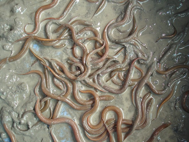 Lươn nuôi trong bồn nylon phát triển khá đồng đều