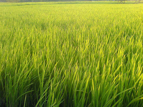 Sử dụng phân bón có SiO2 cho đất lúa ngập mặn: Tăng năng suất và sản lượng
