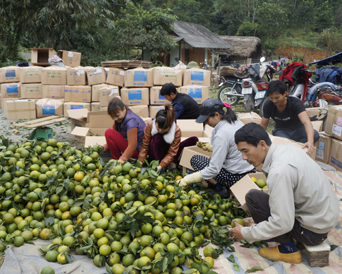 Cây cam đang giúp cho người dân xã Phù Lưu làm giàu một cách bền vững 