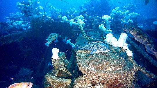 Sau gần 1 thế kỷ chìm dưới đáy biển, thân tàu mất tích bí ẩn trở thành nơi ở của nhiều loài sinh vật biển