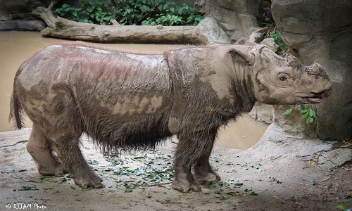 Tê giác đực Harry ở vườn thú Cincinnati, Mỹ được di chuyển bằng máy bay đến Indonesia 