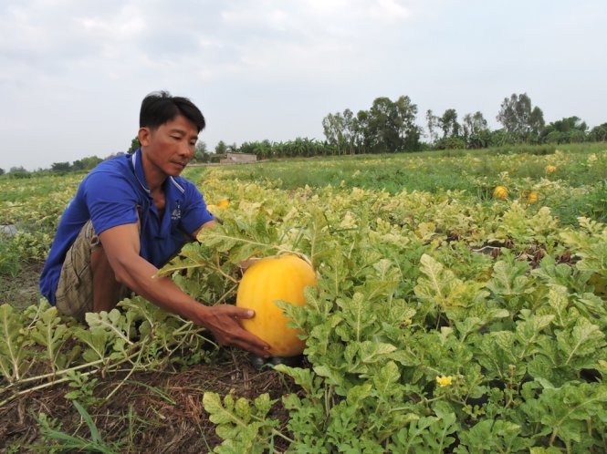 Trong khi thanh long ruột đỏ được mùa được giá, năng suất dưa hấu Tết ở huyện Bình Tân (Vĩnh Long) lại giảm 50%