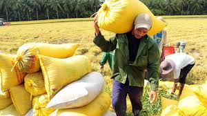 VFA dự kiến sẽ xuất khẩu hết lượng gạo trong dân từ nay tới cuối năm