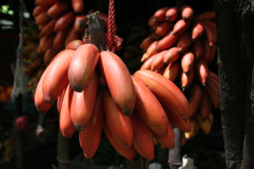 Giá một buồng chuối đỏ xuất xứ Australia được rao bán với giá 500.000 - 600.000 đồng, khá cao so với các loại trái cây độc lạ khác