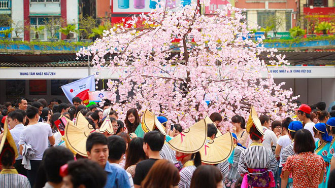 Hôm nay (11/4), lễ hội hoa anh đào Nhật Bản chính thức khai mạc tại Hà Nội