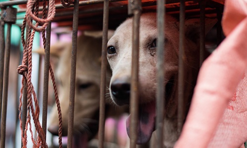 Hàng nghìn con chó bị giết thịt để phục vụ trong các nhà hàng mỗi dịp lễ hội thịt chó ở thành phố Ngọc Lâm diễn ra. Ảnh: Reuters
