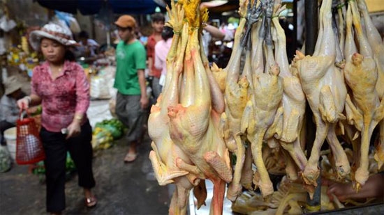 Thịt gà chân vàng thường bắt mắt và được người tiêu dùng ưa chuộng hơn