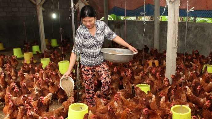 Các hộ chăn nuôi và các chủ thương khẳng định không có chất vàng ô trong thịt gà