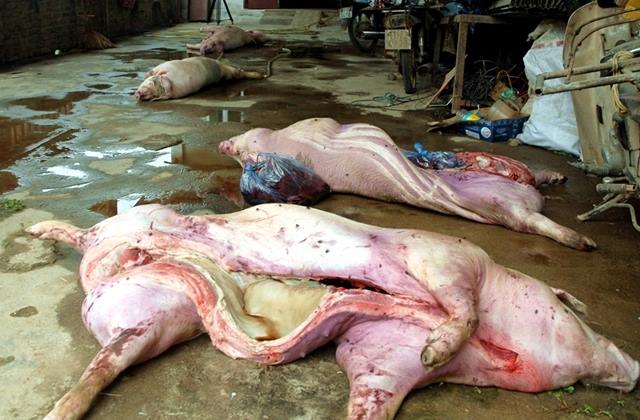 Số thịt lợn thâm tím, bốc mồi hôi thối chuẩn bị được đưa ra thị trường tiêu thụ