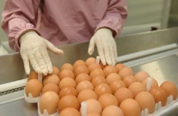 Tăng nguy cơ ngộ độc do ăn phải trứng nhiễm độc