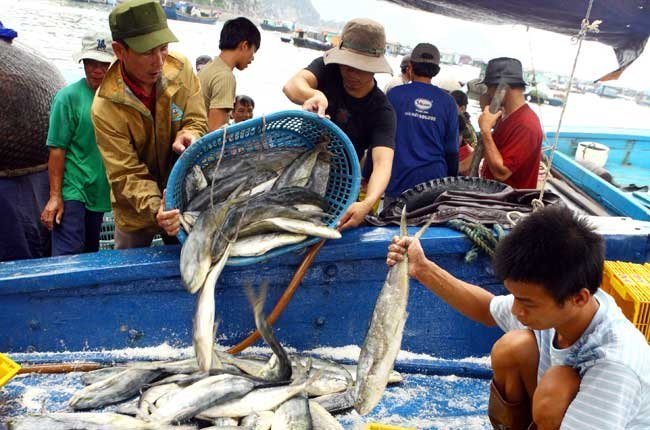 Thu mua toàn bộ hải sản của người dân miền Trung sau vụ cá chết