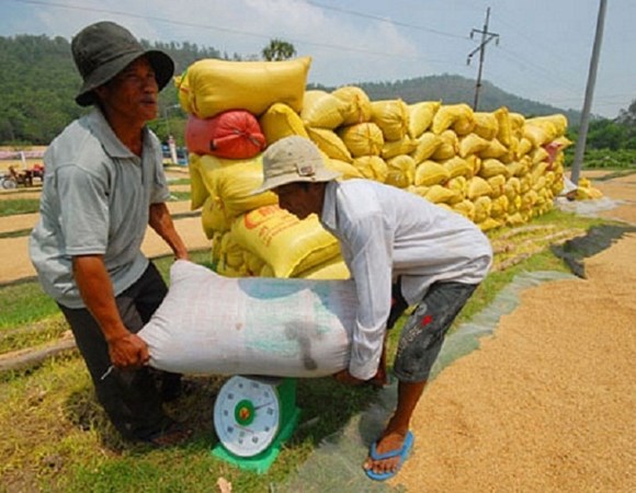Cả thương lái và người nông dân đều chạy đôn, chạy đáo tìm nguồn cung lúa gạo găm hàng chờ giá lên cao