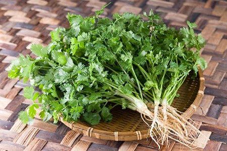 Rau mùi là gia vị, rau sống làm tăng thêm hương vị cho các món ăn và có nhiều tác dụng chữa bệnh tuyệt vời.