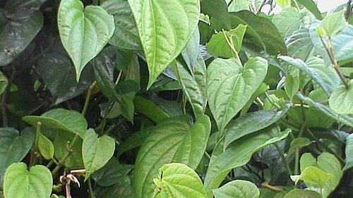 lá trầu không còn được sử dụng như một phương thốc dân gian đều điều trị lá trầu không còn được sử dụng như một phương thốc dân gian đều điều trị