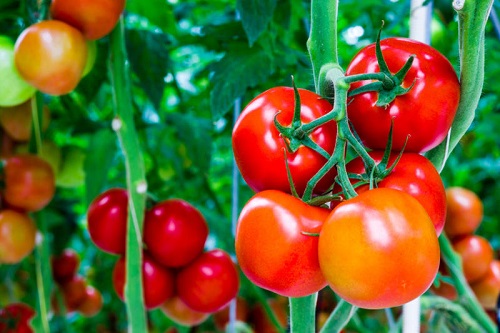  Cà chua được mệnh danh là một nhà máy dinh dưỡng