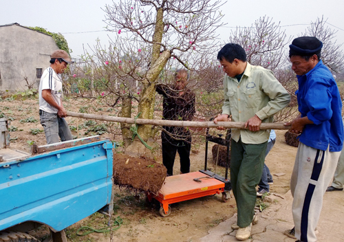 Cách làm giàu từ dịch vụ cho thuê đào cảnh ngày Tết đã không còn xa lạ với những làng trồng đào tại Hà Nội