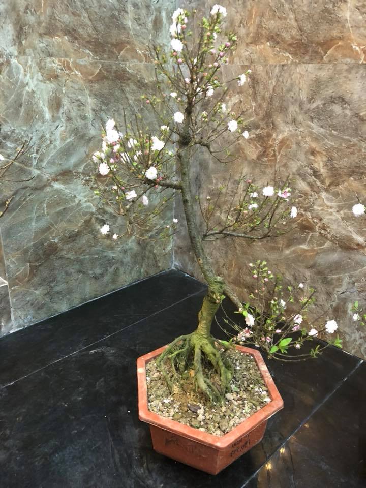 bonsai-nhat-chi-mai-gia-tien-trieu-do-bo-thi-truong-tet-mau-tuat-2018