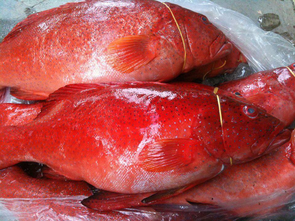 Cá mú đỏ chục triệu đồng/con nhà giàu Việt mua để tủ lạnh ăn dần - ảnh 1