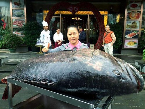 Con thủy quái cá mú khổng lồ bị ngư dân Trung Quốc bắt được