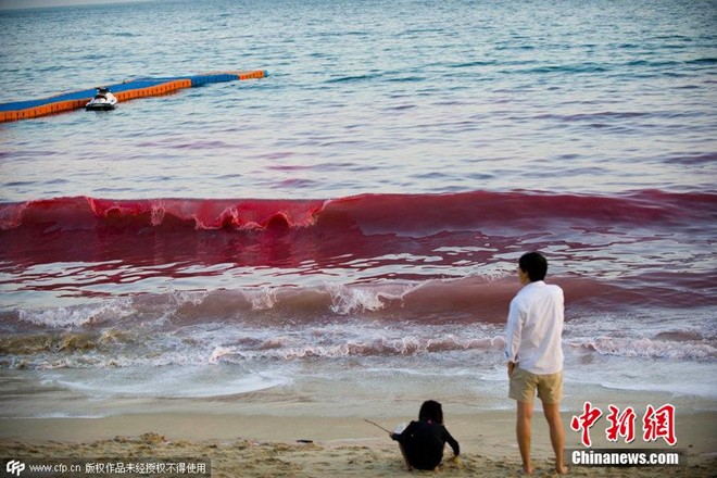 Thuỷ triều đỏ xuất hiện ở bãi biển Trung Quốc