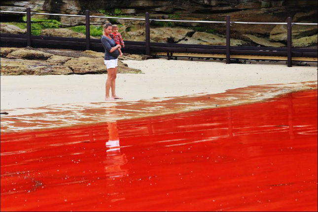 Thủy triều đỏ là nỗi kinh hoàng cho khách du lịch biển Florida