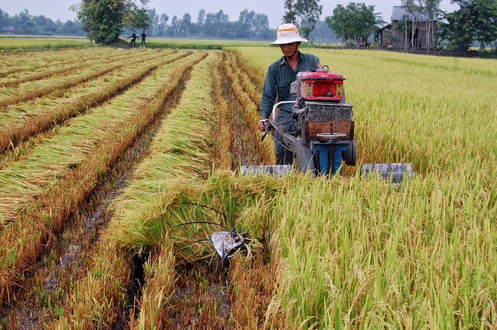 Năng suất lúa tại tỉnh Tiền Giang đã đạt mức cao nhất trong vòng 5 năm trở lại đây