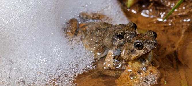 Chữa trị bỏng nhờ chất bọt của ếch là tin khoa học đáng quan tâm