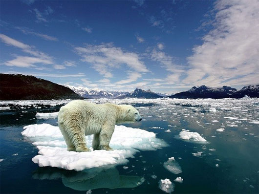 Tin khoa học cho biết băng tan ở Bắc Cực sẽ ảnh hưởng lớn đến hệ sinh thái nơi đây