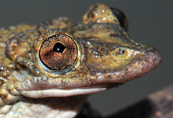 Việc phát hiện ra loài ếch cực độc là tin khoa học được nhiều người quan tâm. Ảnh Sci-news
