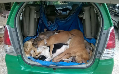 16 con chó bị nhóm ‘cẩu tặc’ bắn hạ
