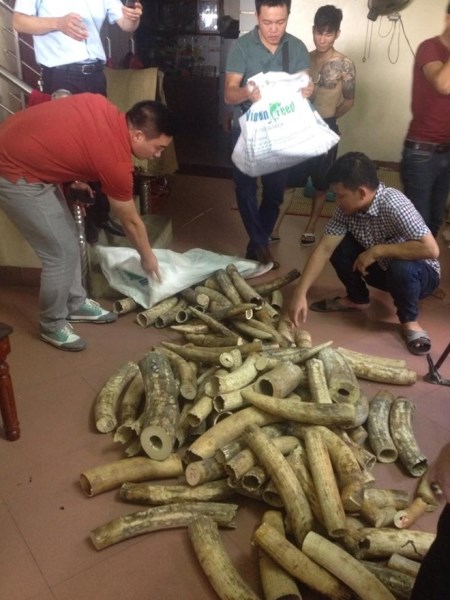 Những tin pháp luật online mới nhất hôm nay đề cập đến vụ phát hiện lô ngà voi lớn tại Hà Nội
