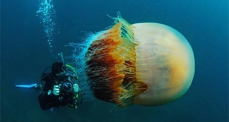 Tin tức khoa học công nghệ mới nhất: Phát hiện sứa khổng lồ ngoài khơi Nhật Bản