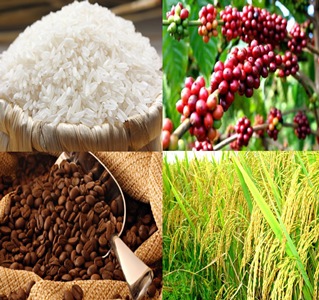 Tin tức mới cập nhật hôm nay cho biết hơn ơn 5,2 ngàn tỷ được tài trợ để đổi mới ngành lúa gạo và cà phê tại Việt Nam