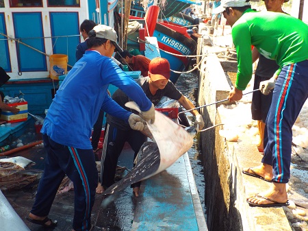 Ngư dân Khánh Hòa nhập cá qua cảng sau khi trở về từ ngư trường Nhà giàn DK1, Trường Sa...