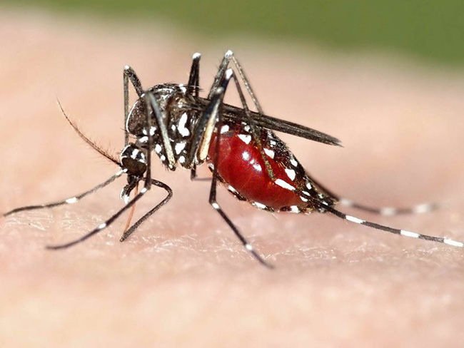 Muỗi Aedes được cho là nguyên nhân truyền virus Zika