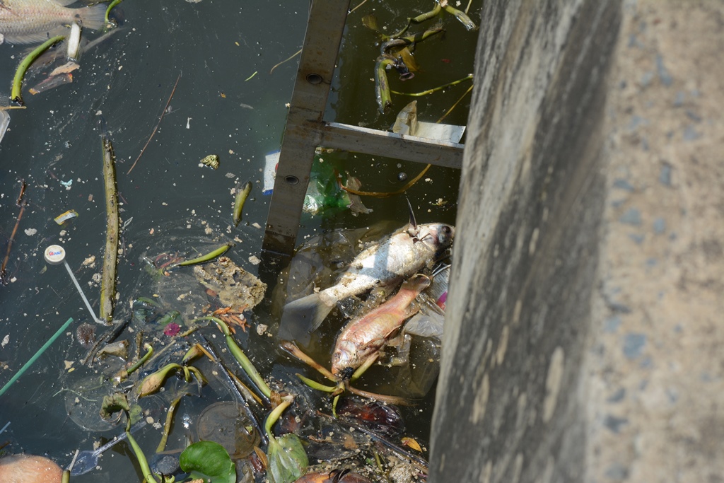 Nhiều cá chết trên kênh Nhiêu Lộc - Thị Nghè