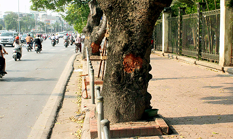 Tin tức mới cập nhật hôm nay cho biết Thành phố Hà Nội chỉ đạo ngăn chặn hành vi lột vỏ cây xà cừ trên phố 